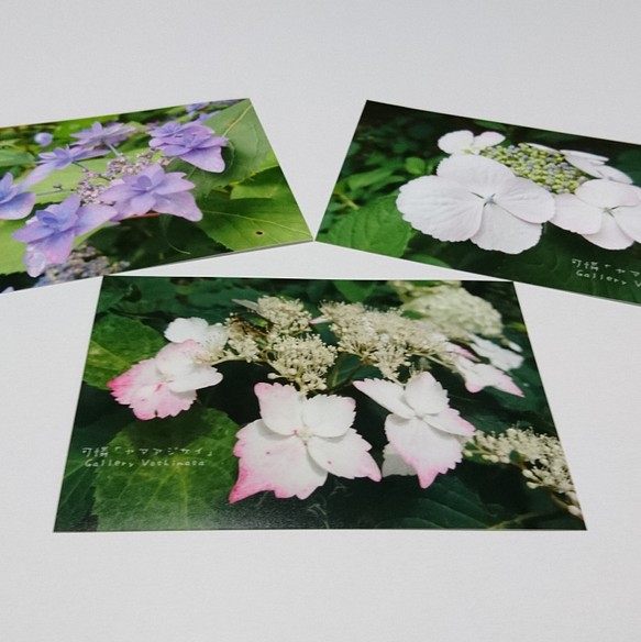 ポストカード３枚セット 可憐「ヤマアジサイ」「花のある暮らし」神戸風景写真 神戸六甲 紫陽花 送料無料 1枚目の画像