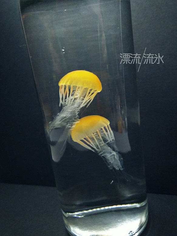 Fake Jellyfish パシフィックシーネットル 1枚目の画像