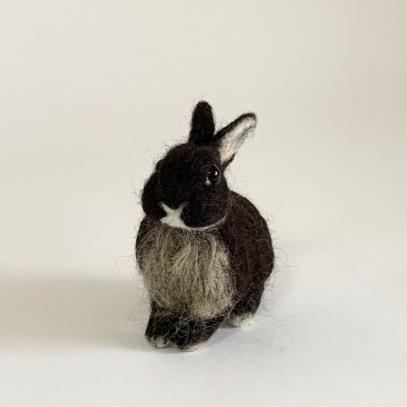 微型羊毛氈兔微型黑色水獺|荷蘭矮人迷你尺寸S兔子手騎 第1張的照片