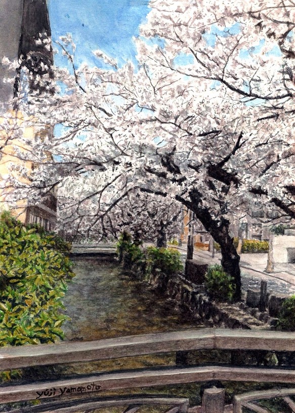 高瀬川の桜 1枚目の画像