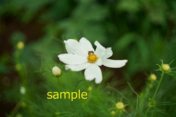 【3枚選べるポストカード】花とミツバチ① 1枚目の画像