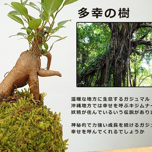 苔玉 盆栽 独特の樹形が人気 多幸の樹とも呼ばれ花言葉は健康 ガジュマルの苔玉 黒備前器 敷石セット その他インテリア雑貨 みどり屋 和草 にこぐさ 通販 Creema クリーマ ハンドメイド 手作り クラフト作品の販売サイト