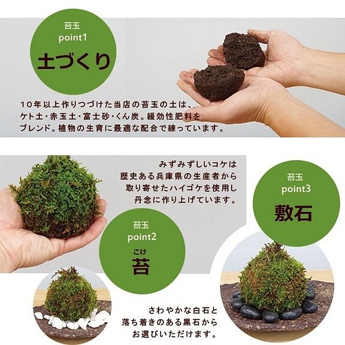 秋から冬に真っ赤な実 春に白い花が楽しめる ピラカンサの苔玉 くらま岩器セット その他インテリア雑貨 みどり屋 和草 にこぐさ 通販 Creema クリーマ ハンドメイド 手作り クラフト作品の販売サイト