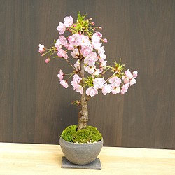 22年開花終了現在葉桜 徒歩０分のお花見楽しめます 八重咲の桜 旭山桜の盆栽 焼締鉢 下皿セット その他インテリア雑貨 みどり屋 和草 にこぐさ 通販 Creema クリーマ ハンドメイド 手作り クラフト作品の販売サイト