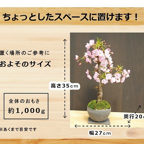 22年開花終了現在葉桜 徒歩０分のお花見楽しめます 八重咲の桜 旭山桜の盆栽 焼締鉢 下皿セット その他インテリア雑貨 みどり屋 和草 にこぐさ 通販 Creema クリーマ ハンドメイド 手作り クラフト作品の販売サイト