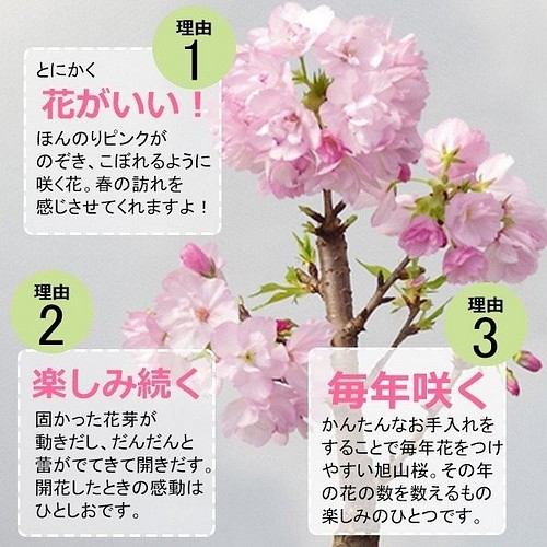 22年開花終了現在葉桜 徒歩０分のお花見楽しめます 八重咲の桜 旭山桜の盆栽 信楽焼鉢 その他インテリア雑貨 みどり屋 和草 にこぐさ 通販 Creema クリーマ ハンドメイド 手作り クラフト作品の販売サイト