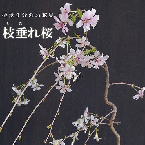 2023年開花終了 現在葉桜】一重の桜の盆栽【枝垂れ桜（しだれざくら