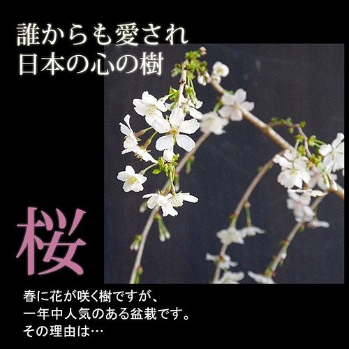 純正卸売 ⚠️花期終了、Ｎｏ．３【桜盆栽】枝垂れ桜、一重 euro.com.br