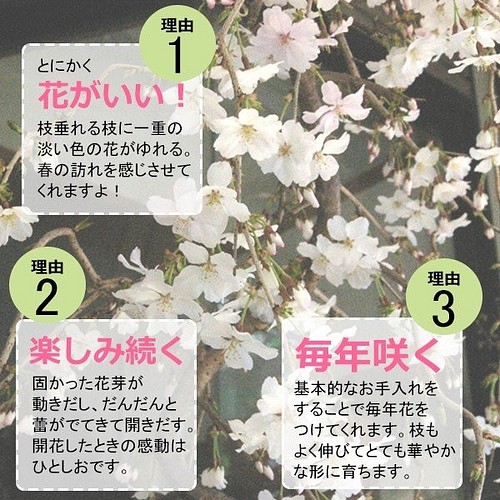 2023年開花終了 現在葉桜】一重の桜の盆栽【枝垂れ桜（しだれざくら