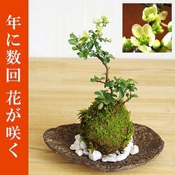 年に数回可憐な白花が楽しめる 白長寿梅 しろちょうじゅばい の苔玉 くらま岩器 敷石セット その他インテリア雑貨 みどり屋 和草 にこぐさ 通販 Creema クリーマ ハンドメイド 手作り クラフト作品の販売サイト