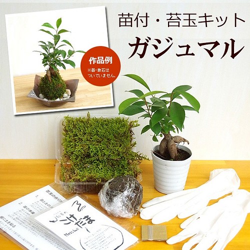 かじゅまる♡デコパージュ鉢レモン柄 - 植物/観葉植物