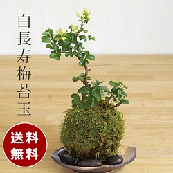 年に数回 一重の白いお花が楽しめる縁起のいい苔玉 送料無料 白長寿梅 しろちょうじゅばい の苔玉 黒備前器 その他インテリア雑貨 みどり屋 和草 にこぐさ 通販 Creema クリーマ ハンドメイド 手作り クラフト作品の販売サイト