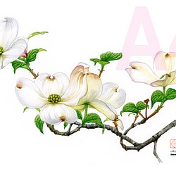 「水彩花鳥」シリーズ「ハナミズキ」A4 1枚目の画像