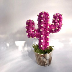 【値下げ】Cactus(ハンズ34/ピンク) カラフルサボテンオブジェ　ドライフラワースターチス 1枚目の画像