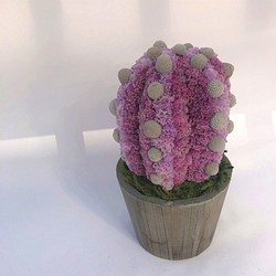 【値下げ】Cactus(6ウィングス/モーブピンク) カラフルサボテンオブジェ　ドライフラワースターチス 1枚目の画像