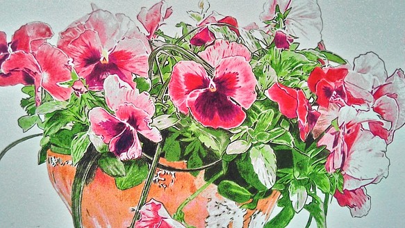 0062  色鉛筆　イラスト　花　パンジー　 A4サイズ 1枚目の画像