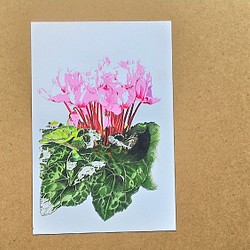 0032  色鉛筆　イラスト　花　シクラメン A4サイズ 1枚目の画像