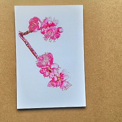 0047  色鉛筆　イラスト　花　ウメ　 A4サイズ 1枚目の画像