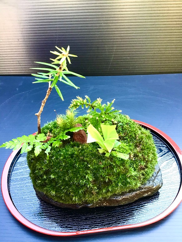 苔島雲 一輪挿し・花瓶・花器 moss loulan(楼蘭) 通販｜Creema(クリーマ)