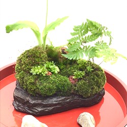 苔盆栽(苔島溶岩亡丘) 1枚目の画像
