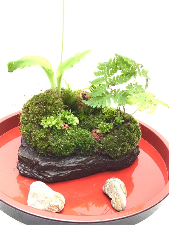 苔盆栽(苔島溶岩亡丘) 1枚目の画像