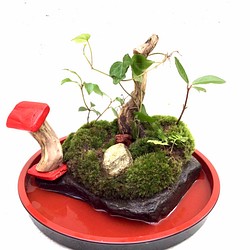 苔盆景(苔島青藏高原にある一輪の雪蓮花)二点セット 一輪挿し・花瓶 