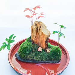 苔盆栽(苔島泰山) 1枚目の画像