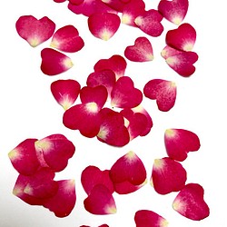 本物のお花　ハートのバラの花びら　50枚セット(おまけ数枚つき) 1枚目の画像