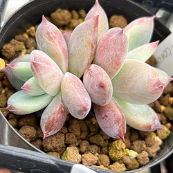 韓国苗 ロメオ×ギルティ 多肉植物 d plants S 通販｜Creema(クリーマ)