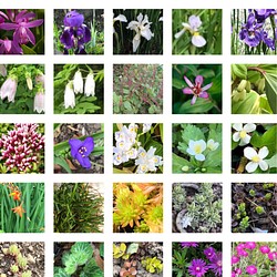 紫蘭 アイリス アヤメ 山野草 セダム 花苗 詰め合わせ ギフトセット 26種類 1枚目の画像
