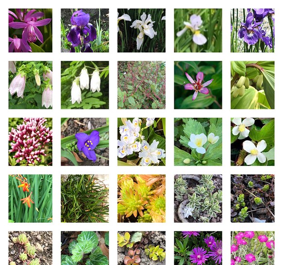 紫蘭 アイリス アヤメ 山野草 セダム 花苗 詰め合わせ ギフトセット 26種類 1枚目の画像