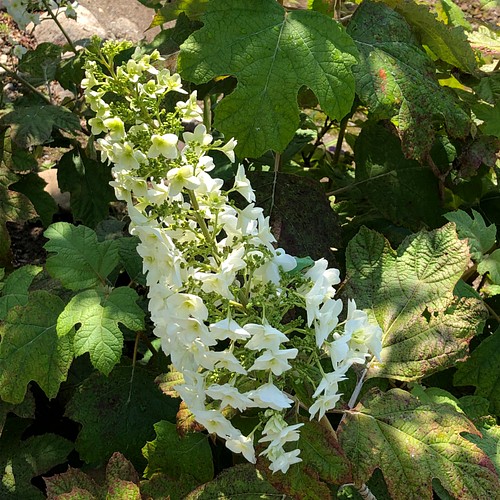 カシワバアジサイ 柏葉紫陽花 5本 生花 切り花 フラワー リース ちいさなうさぎ 通販 Creema クリーマ ハンドメイド 手作り クラフト作品の販売サイト