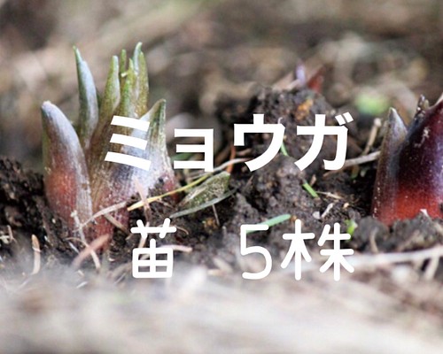 ミョウガ 茗荷 苗 5株 多肉植物 ちいさなうさぎ 通販｜Creema