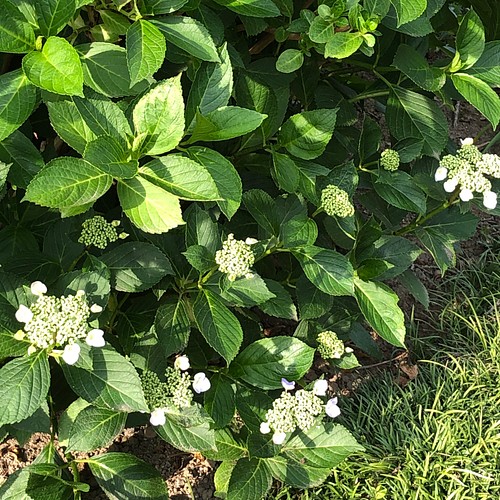 紫陽花 3種類 切り花 生花 カシワバアジサイ 八重咲き スノーフレーク フラワー リース ちいさなうさぎ 通販 Creema クリーマ ハンドメイド 手作り クラフト作品の販売サイト