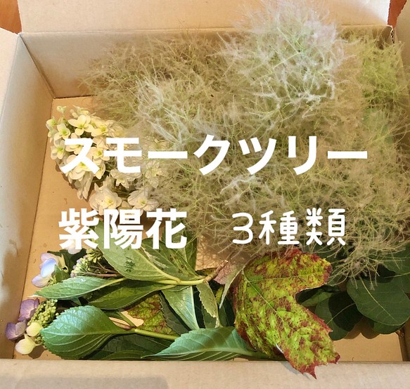 スモークツリー グリーンボール 紫陽花 3種類 生花 切り花 フラワー リース ちいさなうさぎ 通販 Creema クリーマ ハンドメイド 手作り クラフト作品の販売サイト