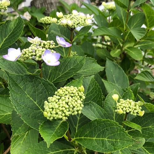 スモークツリー グリーンボール 紫陽花 3種類 生花 切り花 フラワー リース ちいさなうさぎ 通販 Creema クリーマ ハンドメイド 手作り クラフト作品の販売サイト