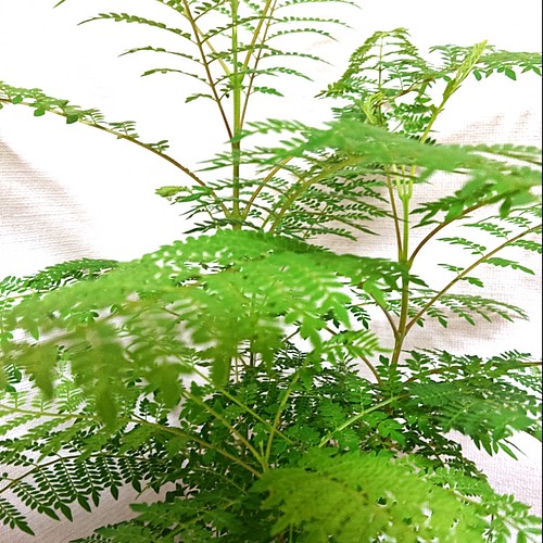 観葉植物 ジャカランダ その他インテリア雑貨 Y Natural Garden 通販 Creema クリーマ ハンドメイド 手作り クラフト作品の販売サイト