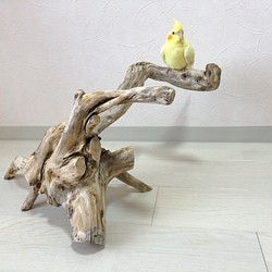 【流木の止まり木】ブランチウッドのユニークな形でオブジェとしてもおすすめの止まり木 1枚目の画像