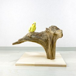 値下げ❗️【流木の止まり木】鳥 希少! ブランチウッドのユニークな形で存在感ある止まり木 1枚目の画像