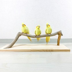 【流木の止まり木】鳥 インコ ベンチのような横長止まり木！ 1枚目の画像