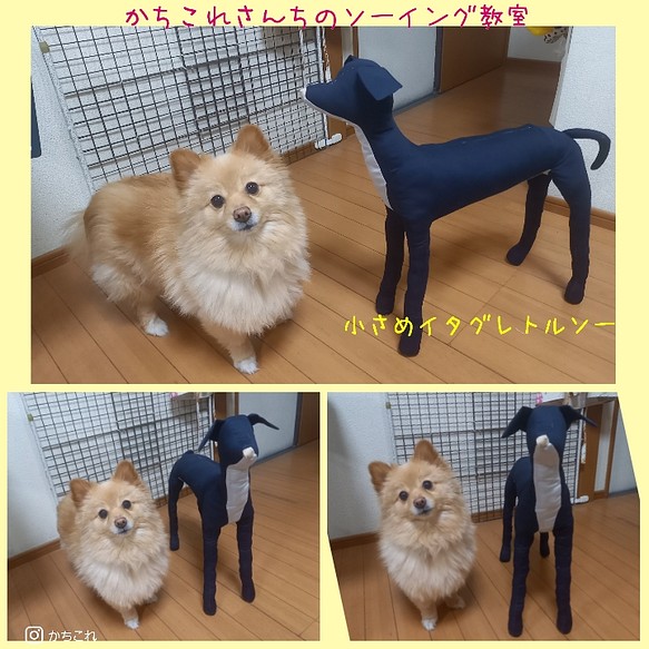 小さめイタグレトルソー - 犬用品