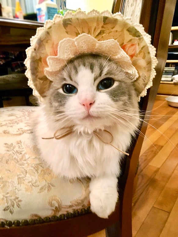 猫用帽子　アンティーク風ボンネット