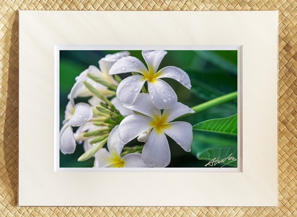 「ホワイトプルメリア」　ハワイ　プルメリア　レイ　花　風景写真　南国　アイランド　フォト　 1枚目の画像