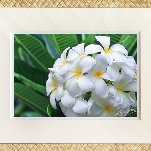 Round Plumeria １１ １４マットフレーム ハワイ プルメリア レイ 花 風景写真 南国 アイランド 写真 グラフィック Zonica 通販 Creema クリーマ ハンドメイド 手作り クラフト作品の販売サイト