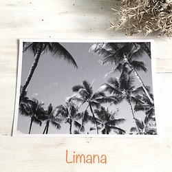 ♡おうち時間♡　ボタニカルグリーティングカード２枚セット＜palm tree＞　封筒付き　西海岸・ハワイアンインテリアに 1枚目の画像