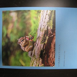 写真集　いつも元気なシマリスくん　森の小さなひょうきんもの　2020春夏編 1枚目の画像