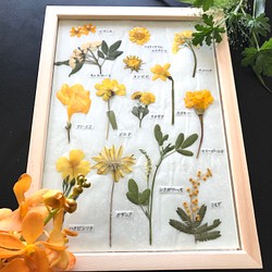 押し花でつくった植物標本　〜黄色いお花たち〜 1枚目の画像