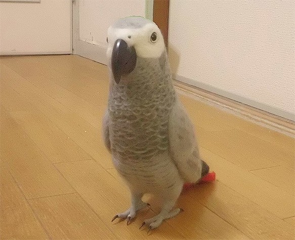 ヨウム ハンドメイドオブジェ インコ | venezaconstrucao.com.br