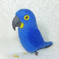 Blue macaw　★夾＆胸針★clip & brooch 第1張的照片