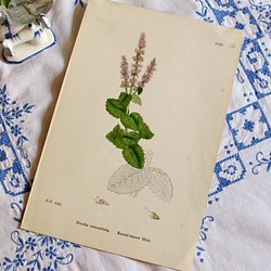 イギリスの植物画【アップルミント】1890年アンティーク印刷物 1枚目の画像